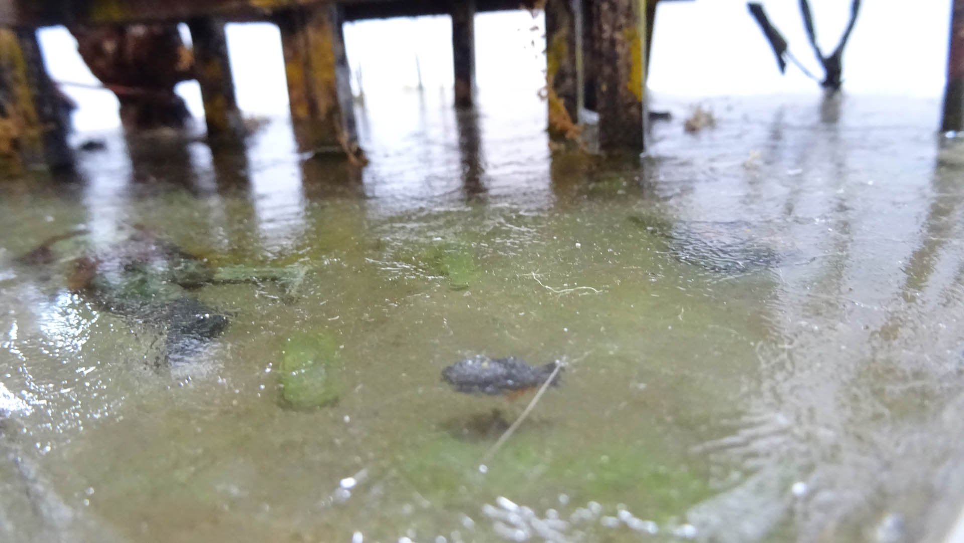 Diorama artístico de una cabaña de madera azul envejecida sobre pilotes en un pantano, con efectos de agua estancada, un bote de remos y detalles de vegetación pantanosa.