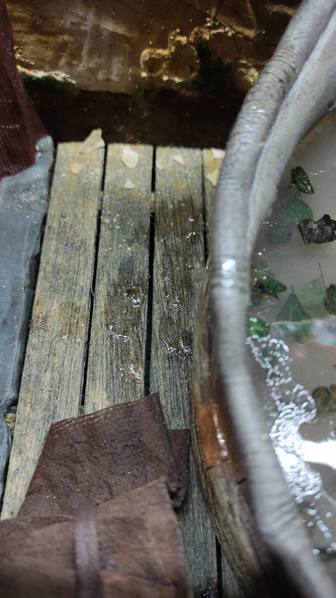 Proceso artesanal del diorama "El Nombre de la Rosa": recreación detallada de los baños del monasterio medieval con Berengario muerto en la bañera, modelado de texturas de piedra húmeda y envejecimiento de mobiliario de madera real